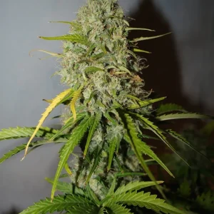 Close-up of a single, heavily trichome-coated bud with orange pistils and lush green leaves.