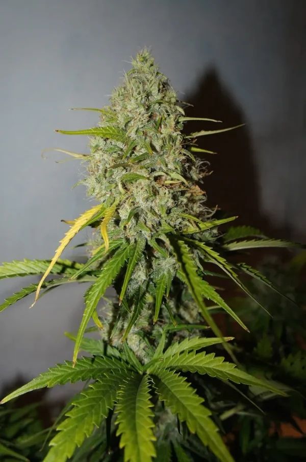Close-up of a single Grapefruit Auto Bud, heavily trichome-coated bud with orange pistils and lush green leaves.