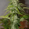 Full plant view with multiple bud sites, displaying dense, frosty buds and healthy green foliage.