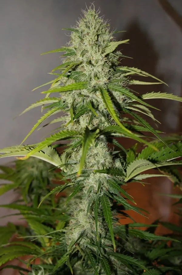 Full plant view with multiple bud sites, displaying dense, frosty buds and healthy green foliage.