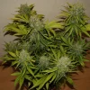 Trichome-rich bud with orange pistils, highlighted by contrasting green and yellow leaves in a controlled environment.