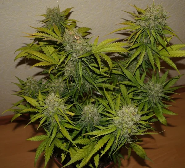 Trichome-rich bud with orange pistils, highlighted by contrasting green and yellow leaves in a controlled environment.