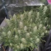 Cluster of bright green buds with abundant trichomes, surrounded by yellowing leaves and slight purple accents.