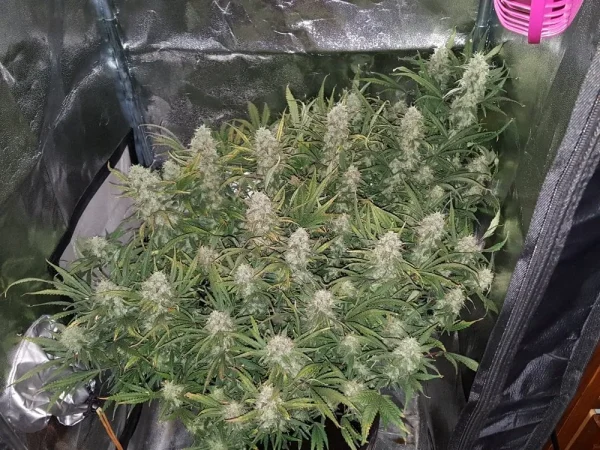 Cluster of bright green buds with abundant trichomes, surrounded by yellowing leaves and slight purple accents.
