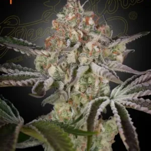 Great White Shark strain close-up highlighting dense buds, coated in a thick layer of trichomes, with orange pistils.