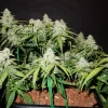 Multiple Green Crack Auto plants with dense buds and bright green leaves, arranged in a growing setup with dark background.