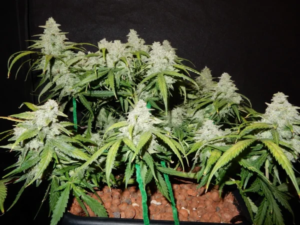 Multiple Green Crack Auto plants with dense buds and bright green leaves, arranged in a growing setup with dark background.