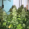 Green Crack Auto cannabis plants in an indoor grow space, showcasing healthy green foliage and dense buds with trichomes.