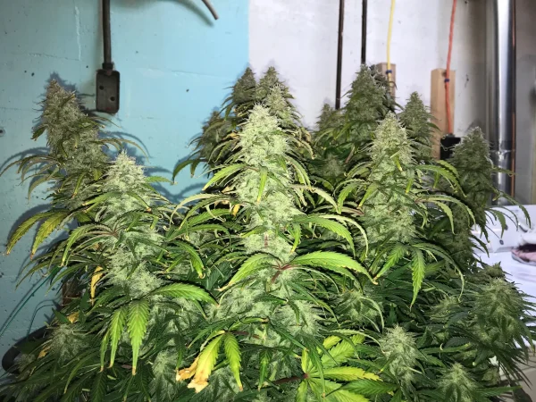 Green Crack Auto cannabis plants in an indoor grow space, showcasing healthy green foliage and dense buds with trichomes.
