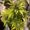 Top view of Green Crack Auto cannabis plant with bright green leaves and small buds forming around the main stem.