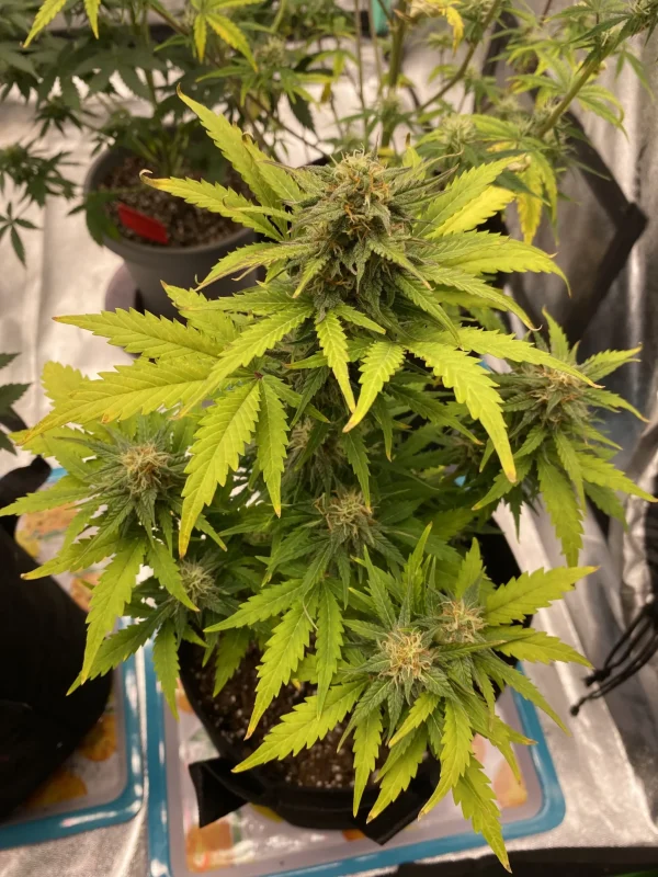 Top view of Green Crack Auto cannabis plant with bright green leaves and small buds forming around the main stem.