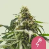 Dense and frosty buds of the Green Crack Punch Strain, showcasing its vibrant trichomes and potency.