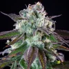 Close-up of the Green Crack Punch Strain bud, highlighting the intense crystal coating on each leaf.