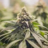 Outdoors shot of a flowering Green Crack Punch Strain plant, with robust, frosty buds under natural light.