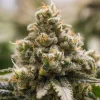 Crystal-covered buds of the Green Crack Punch Strain, revealing its strong resin production.