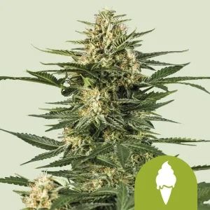 Green Gelato Auto Strain displaying dense, resinous buds with vibrant green hues.