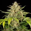 Close-up of Green Gelato Auto Strain buds covered in trichomes, exuding potency.