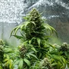 Full Green Gelato Auto Strain plant with multiple bud sites, cultivated indoors.