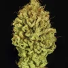 Close-up of Green Gelato Strain showcasing its crystal-coated buds and vibrant orange pistils on a clean black background.