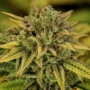 The Green Gelato Strain in full bloom, displaying its thick green foliage and resin-covered buds with a striking purple hue.