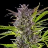Magnified view of Green Gelato Strain bud structure, featuring deep purple tones and a rich coat of sticky trichomes