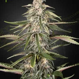 Green-O-Matic strain plant with bright green buds and an abundance of white, frosty trichomes.