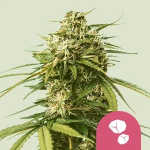 The Gushers Strain boasts a dense, resin-covered bud structure with vibrant pistils.