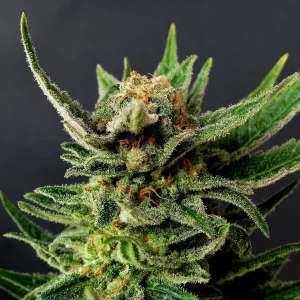 Gypsy Kush strain with a balanced mix of resin-coated buds and vibrant, curling leaves.