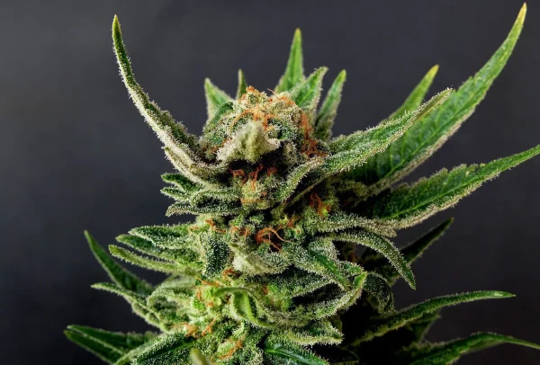 Gypsy Kush strain with a balanced mix of resin-coated buds and vibrant, curling leaves.