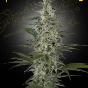 Hawaiian Snow strain buds with elongated structure, covered in snowy white trichomes and vibrant green.