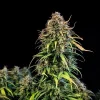 Mature Haze Berry Auto Strain displaying thick buds and lush foliage against a black background.
