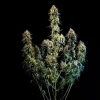 Multiple Haze Berry Auto Strain colas in full bloom, creating a striking silhouette under lighting.