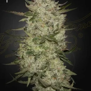 Highcloudz Auto strain plant with sparkling trichomes and lush leaves ready for harvest.