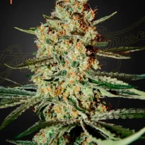 Frosty buds of Himalaya Gold strain with dense structure and hints of amber-colored hairs.