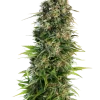 Dense Hindu Kush Auto strain bud with dark green hues, covered in white trichomes and orange pistils.