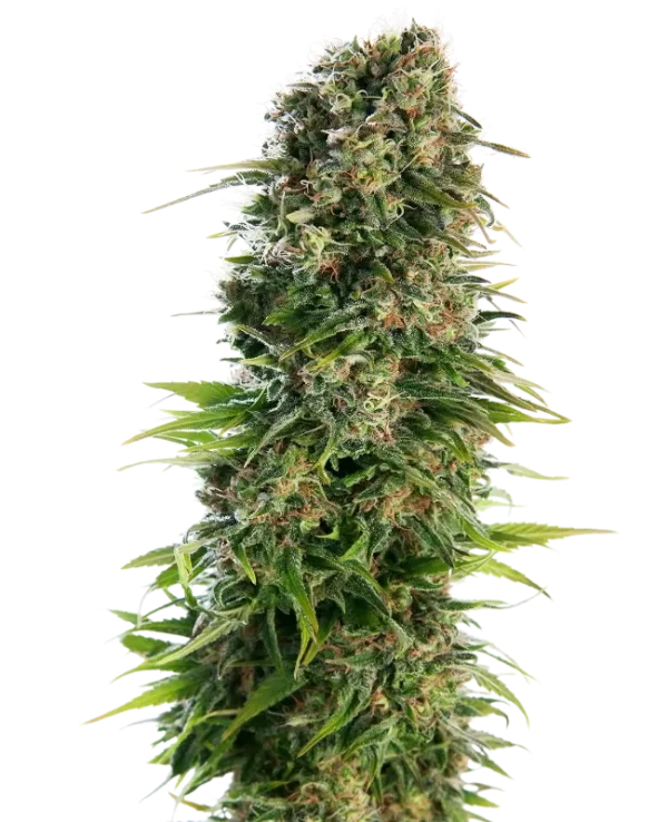 Dense Hindu Kush Auto strain bud with dark green hues, covered in white trichomes and orange pistils.