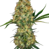 Hindu Kush strain showcasing dense, dark green buds covered with trichomes and orange pistils.