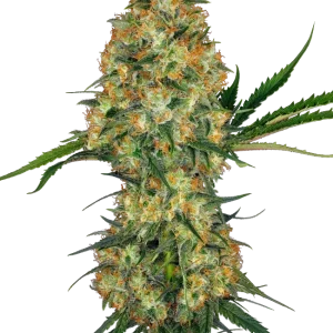 Hindu Kush strain showcasing dense, dark green buds covered with trichomes and orange pistils.