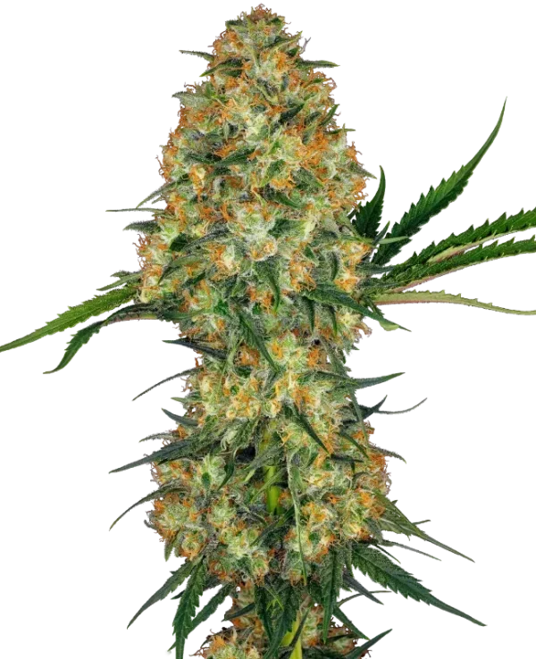 Hindu Kush strain showcasing dense, dark green buds covered with trichomes and orange pistils.