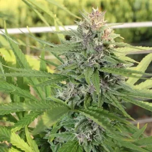 Hollands Hope cannabis plant with dense buds, green foliage, and purple accents, growing outdoors in natural sunlight