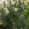Close-up of frosty cannabis bud with green leaves, capturing the resin-rich texture of Hollands Hope strain
