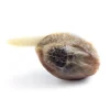 Honey Cream Fast Strain seed sprouting with visible root tail