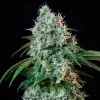A single cola of the Hulkberry Auto Strain, dense with crystals and vibrant green leaves.