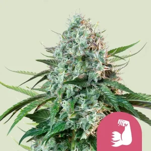 A robust Hulkberry Strain bud with frosty trichomes and vibrant green leaves, showcasing its potent nature.