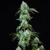 Tall and thick Hulkberry Strain colas loaded with resin-rich buds, set against a deep black backdrop.