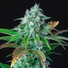A close-up of Hulkberry Strain, capturing the complex mix of bright green buds and orange pistils for an eye-catching view.