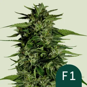 Dense Hyperion F1 Strain bud structure with frosty trichomes and deep green hues.