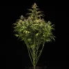 Tall Hyperion F1 Strain plant with thick branches and lush, vibrant foliage.