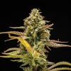Close-up of Hyperion F1 Strain showcasing its resin-coated, compact buds.