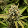 Hyperion F1 Strain with intense green leaves and orange pistils, ready for harvest.